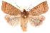  ( - CCDB-28975-C04)  @11 [ ] CreativeCommons - Attribution (2015) CBG Photography Group Centre for Biodiversity Genomics