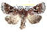  (Oligia minuscula - CCDB-28975-D02)  @15 [ ] CreativeCommons - Attribution (2015) CBG Photography Group Centre for Biodiversity Genomics