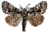  (Dasychira plagiata - CCDB-28975-F04)  @15 [ ] CreativeCommons - Attribution (2015) CBG Photography Group Centre for Biodiversity Genomics