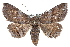  ( - CCDB-28975-F05)  @11 [ ] CreativeCommons - Attribution (2015) CBG Photography Group Centre for Biodiversity Genomics
