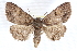  ( - CCDB-28975-F09)  @13 [ ] CreativeCommons - Attribution (2015) CBG Photography Group Centre for Biodiversity Genomics