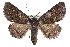  ( - CCDB-28975-F10)  @13 [ ] CreativeCommons - Attribution (2015) CBG Photography Group Centre for Biodiversity Genomics