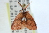  ( - CCDB-28975-H08)  @11 [ ] CreativeCommons - Attribution (2015) CBG Photography Group Centre for Biodiversity Genomics