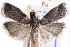  ( - CCDB-28993-B12)  @13 [ ] CreativeCommons - Attribution (2016) CBG Photography Group Centre for Biodiversity Genomics