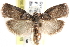  ( - CCDB-28993-C02)  @14 [ ] CreativeCommons - Attribution (2016) CBG Photography Group Centre for Biodiversity Genomics