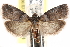  ( - CCDB-28993-C03)  @14 [ ] CreativeCommons - Attribution (2016) CBG Photography Group Centre for Biodiversity Genomics
