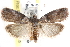  ( - CCDB-28993-C04)  @14 [ ] CreativeCommons - Attribution (2016) CBG Photography Group Centre for Biodiversity Genomics