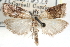  ( - CCDB-28993-C08)  @11 [ ] CreativeCommons - Attribution (2016) CBG Photography Group Centre for Biodiversity Genomics