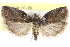  (Acrobasis sylviella - CCDB-28993-E05)  @14 [ ] CreativeCommons - Attribution (2016) CBG Photography Group Centre for Biodiversity Genomics