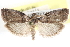  ( - CCDB-28993-E06)  @14 [ ] CreativeCommons - Attribution (2016) CBG Photography Group Centre for Biodiversity Genomics