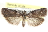  ( - CCDB-28993-E07)  @11 [ ] CreativeCommons - Attribution (2016) CBG Photography Group Centre for Biodiversity Genomics