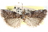  ( - CCDB-28993-E08)  @13 [ ] CreativeCommons - Attribution (2016) CBG Photography Group Centre for Biodiversity Genomics