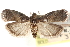  (Acrobasis coryliella - CCDB-28993-F01)  @14 [ ] CreativeCommons - Attribution (2016) CBG Photography Group Centre for Biodiversity Genomics