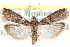 ( - CCDB-28993-F06)  @15 [ ] CreativeCommons - Attribution (2016) CBG Photography Group Centre for Biodiversity Genomics