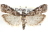  (Cuniberta - CCDB-28993-G06)  @15 [ ] CreativeCommons - Attribution (2016) CBG Photography Group Centre for Biodiversity Genomics