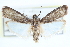  ( - CCDB-28994-B05)  @13 [ ] CreativeCommons - Attribution (2016) CBG Photography Group Centre for Biodiversity Genomics