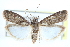  ( - CCDB-28994-B08)  @11 [ ] CreativeCommons - Attribution (2016) CBG Photography Group Centre for Biodiversity Genomics