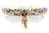 ( - CCDB-28994-F06)  @11 [ ] CreativeCommons - Attribution (2016) CBG Photography Group Centre for Biodiversity Genomics