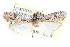  ( - CCDB-28994-F07)  @11 [ ] CreativeCommons - Attribution (2016) CBG Photography Group Centre for Biodiversity Genomics