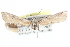  ( - CCDB-28994-H10)  @11 [ ] CreativeCommons - Attribution (2016) CBG Photography Group Centre for Biodiversity Genomics