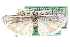  ( - CCDB-28994-H11)  @11 [ ] CreativeCommons - Attribution (2016) CBG Photography Group Centre for Biodiversity Genomics