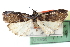  ( - CCDB-28996-B04)  @11 [ ] CreativeCommons - Attribution (2016) CBG Photography Group Centre for Biodiversity Genomics