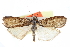  ( - CCDB-28996-B05)  @11 [ ] CreativeCommons - Attribution (2016) CBG Photography Group Centre for Biodiversity Genomics