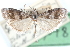  (Actrix dissimulatrix - CCDB-28996-D07)  @11 [ ] CreativeCommons - Attribution (2016) CBG Photography Group Centre for Biodiversity Genomics