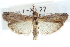  ( - CCDB-28996-D09)  @11 [ ] CreativeCommons - Attribution (2016) CBG Photography Group Centre for Biodiversity Genomics