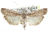  ( - CCDB-28996-D11)  @11 [ ] CreativeCommons - Attribution (2016) CBG Photography Group Centre for Biodiversity Genomics