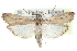  ( - CCDB-28996-D12)  @11 [ ] CreativeCommons - Attribution (2016) CBG Photography Group Centre for Biodiversity Genomics