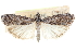  ( - CCDB-28996-E07)  @11 [ ] CreativeCommons - Attribution (2016) CBG Photography Group Centre for Biodiversity Genomics
