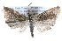  ( - CCDB-28996-E12)  @13 [ ] CreativeCommons - Attribution (2016) CBG Photography Group Centre for Biodiversity Genomics