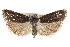  ( - CCDB-28996-F03)  @11 [ ] CreativeCommons - Attribution (2016) CBG Photography Group Centre for Biodiversity Genomics