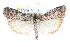  ( - CCDB-28996-G03)  @11 [ ] CreativeCommons - Attribution (2016) CBG Photography Group Centre for Biodiversity Genomics