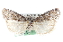  ( - CCDB-28996-G05)  @11 [ ] CreativeCommons - Attribution (2016) CBG Photography Group Centre for Biodiversity Genomics