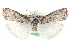  ( - CCDB-28996-G07)  @11 [ ] CreativeCommons - Attribution (2016) CBG Photography Group Centre for Biodiversity Genomics