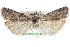  ( - CCDB-28996-G08)  @14 [ ] CreativeCommons - Attribution (2016) CBG Photography Group Centre for Biodiversity Genomics