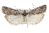  ( - CCDB-28996-G09)  @14 [ ] CreativeCommons - Attribution (2016) CBG Photography Group Centre for Biodiversity Genomics
