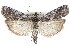  (Pyla arenaeola - CCDB-28996-G11)  @15 [ ] CreativeCommons - Attribution (2016) CBG Photography Group Centre for Biodiversity Genomics