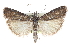  ( - CCDB-28996-G12)  @15 [ ] CreativeCommons - Attribution (2016) CBG Photography Group Centre for Biodiversity Genomics