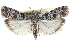  ( - CCDB-28997-A06)  @14 [ ] CreativeCommons - Attribution (2016) CBG Photography Group Centre for Biodiversity Genomics