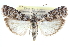  ( - CCDB-28997-A07)  @11 [ ] CreativeCommons - Attribution (2016) CBG Photography Group Centre for Biodiversity Genomics