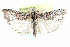  ( - CCDB-28997-D06)  @11 [ ] CreativeCommons - Attribution (2016) CBG Photography Group Centre for Biodiversity Genomics