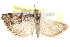  ( - CCDB-28997-F03)  @11 [ ] CreativeCommons - Attribution (2016) CBG Photography Group Centre for Biodiversity Genomics