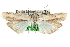  ( - CCDB-28997-H01)  @11 [ ] CreativeCommons - Attribution (2016) CBG Photography Group Centre for Biodiversity Genomics
