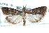  ( - CCDB-28997-H09)  @11 [ ] CreativeCommons - Attribution (2016) CBG Photography Group Centre for Biodiversity Genomics