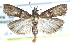  ( - CCDB-28997-H10)  @11 [ ] CreativeCommons - Attribution (2016) CBG Photography Group Centre for Biodiversity Genomics