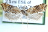  ( - CCDB-28998-C05)  @14 [ ] CreativeCommons - Attribution (2016) CBG Photography Group Centre for Biodiversity Genomics