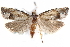  (Eucosma patagoniana - CCDB-28998-C11)  @14 [ ] CreativeCommons - Attribution (2016) CBG Photography Group Centre for Biodiversity Genomics